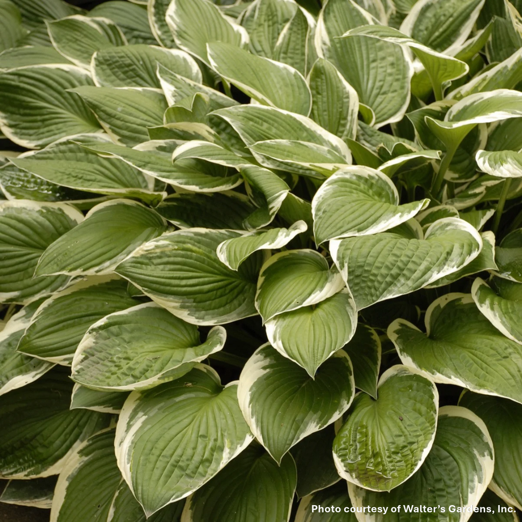 Hosta x Francee 1G