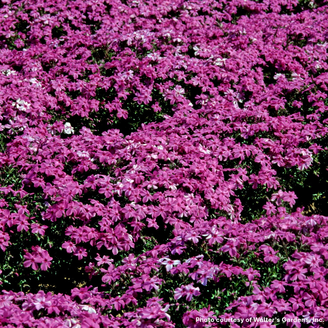 Phlox subulata Red Wings 1Q
