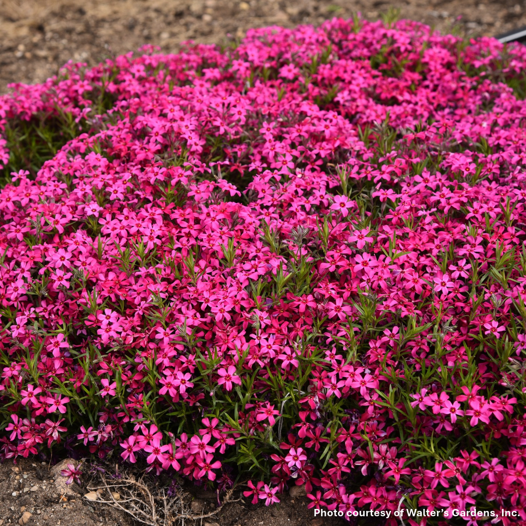 Phlox subulata Red Wings 1Q