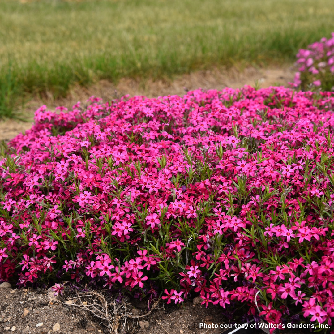 Phlox subulata Red Wings 1Q