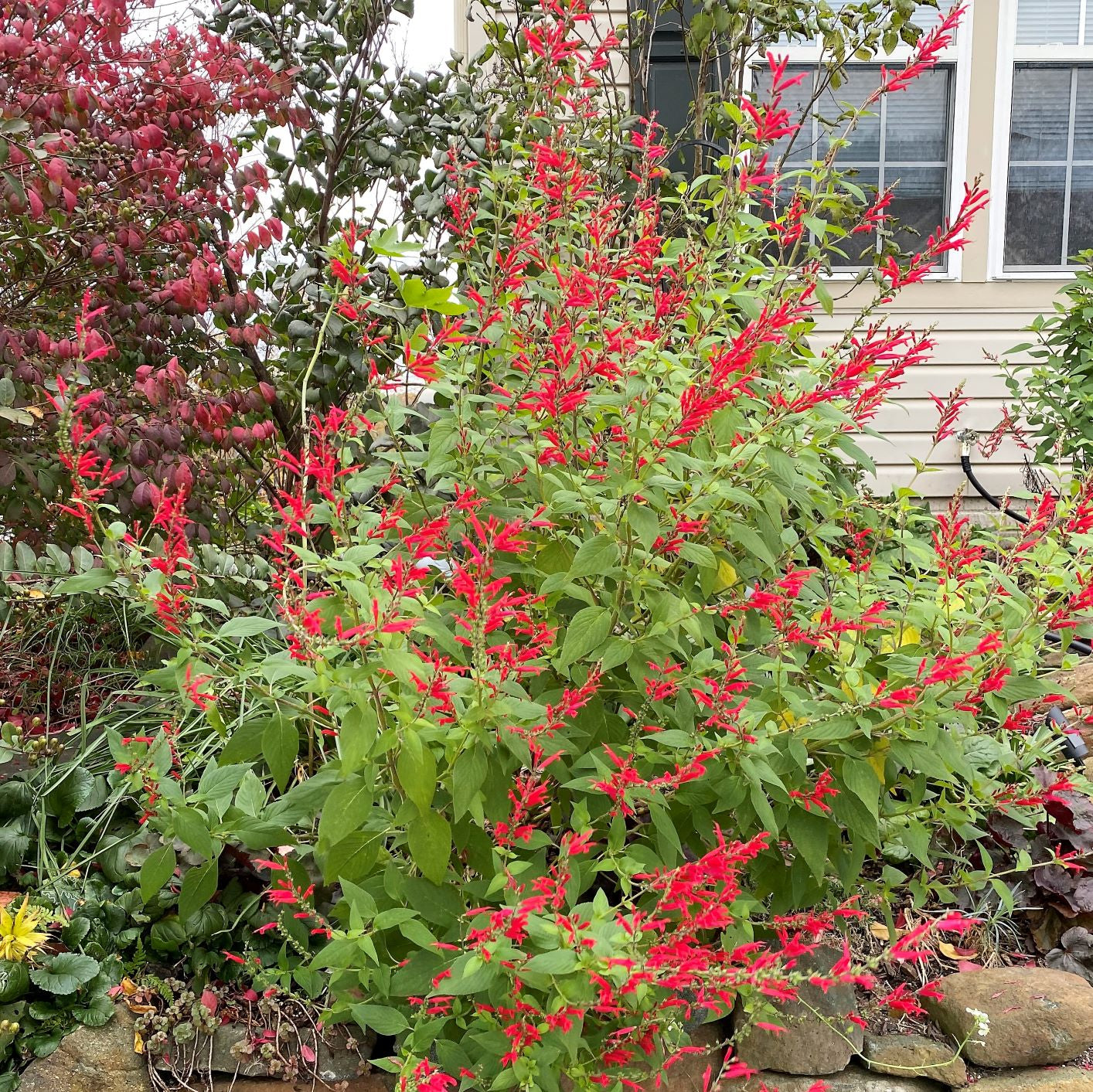 Salvia Pineapple Sage 1G