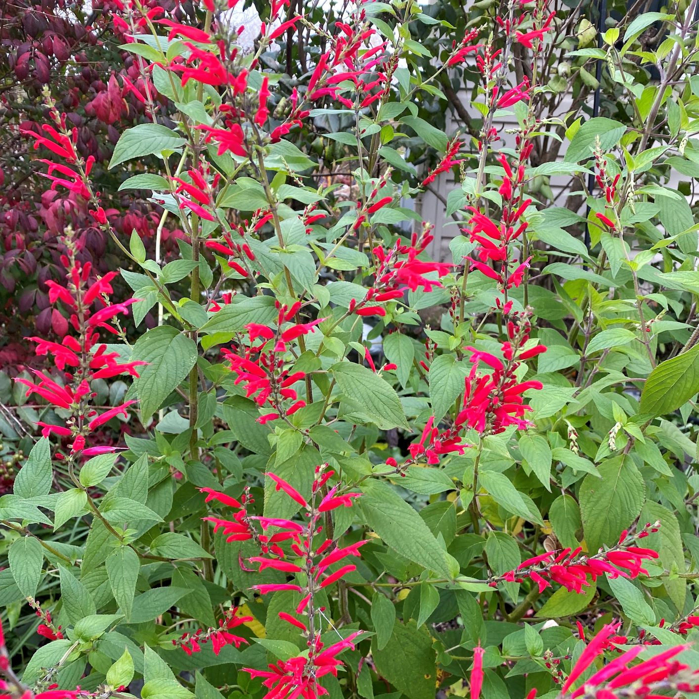 Salvia Pineapple Sage 1G