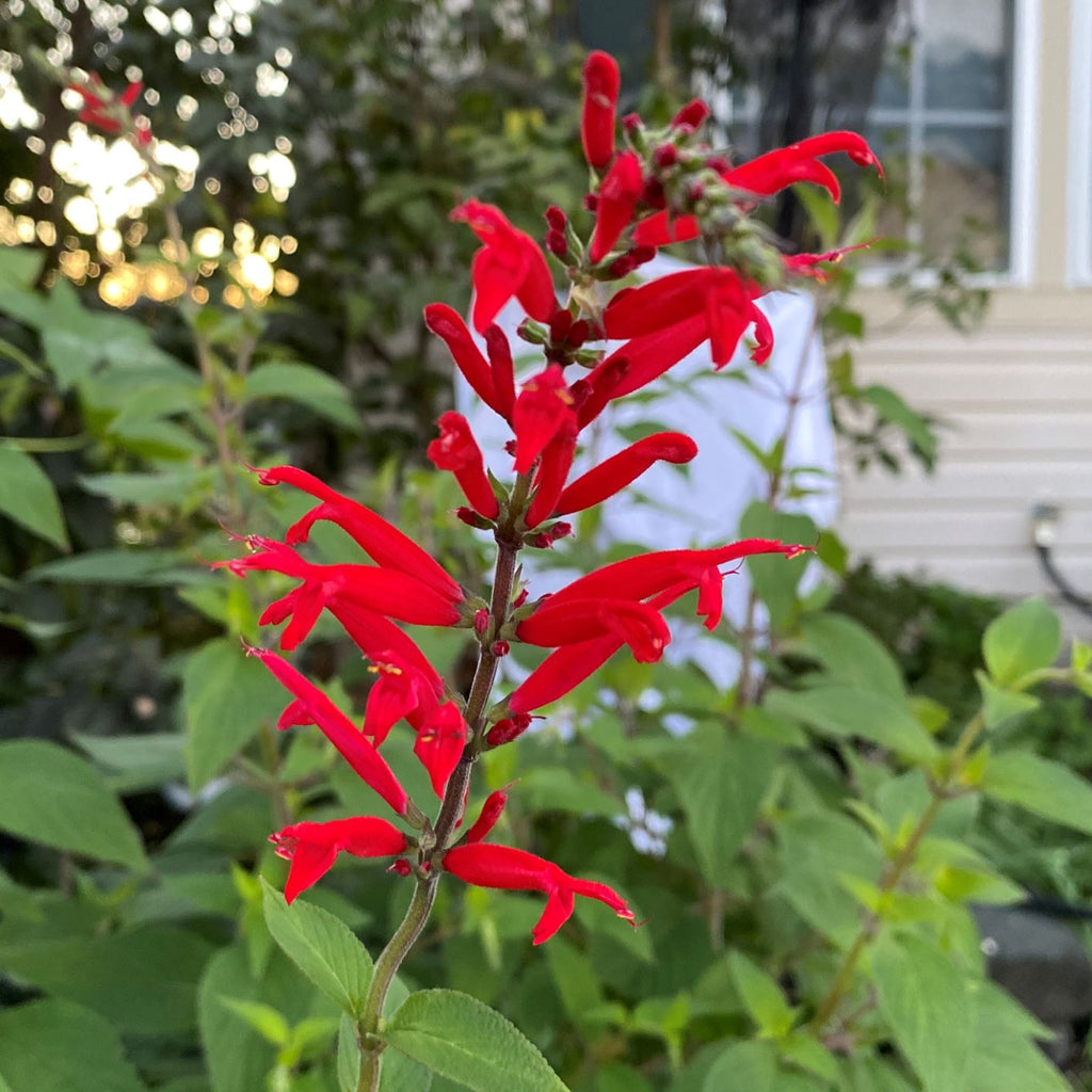 Salvia Pineapple Sage 1G