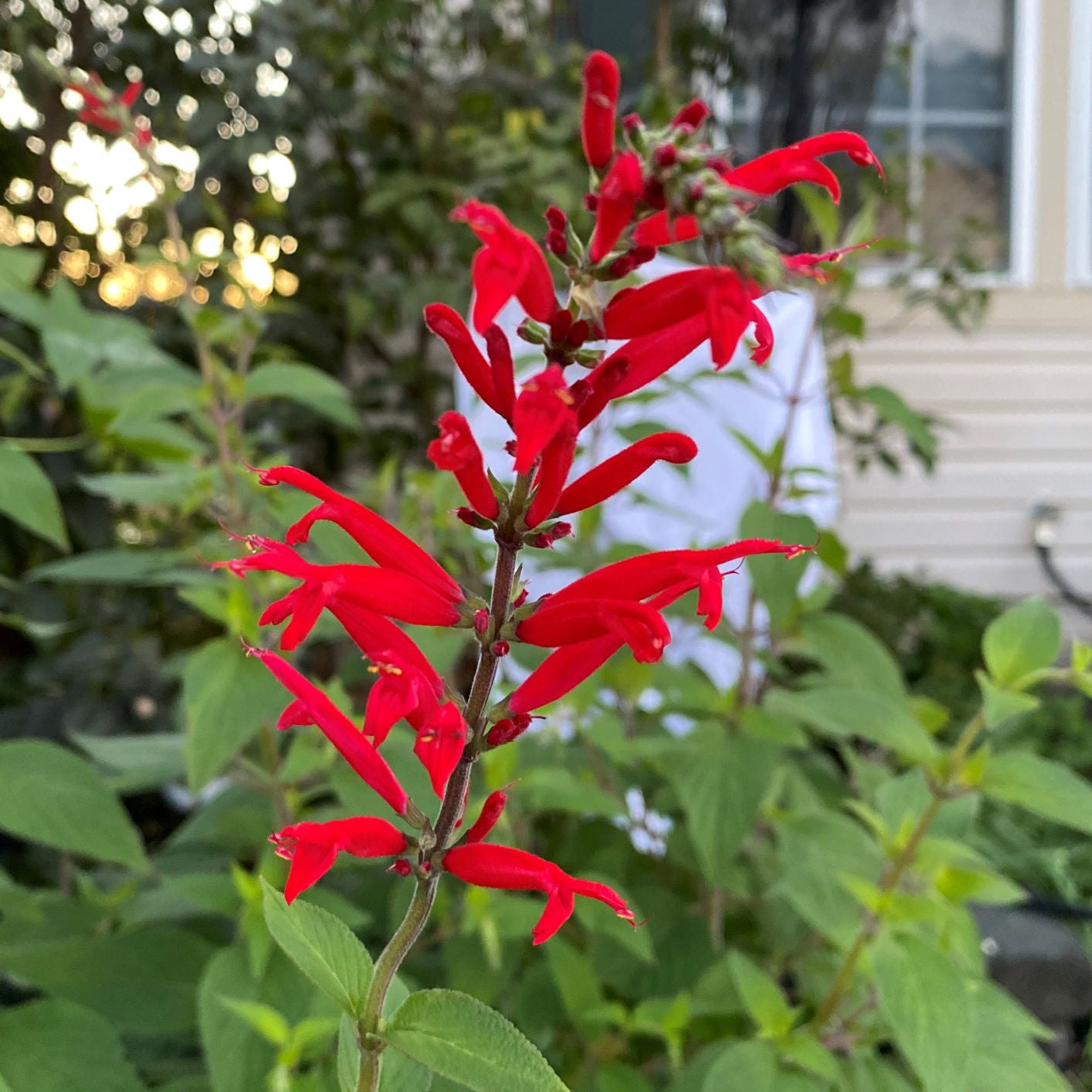 Salvia Pineapple Sage 1G