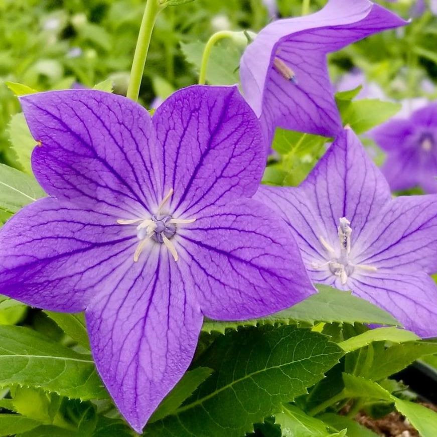 Platycodon grandiflorus Sentimental Blue 1G