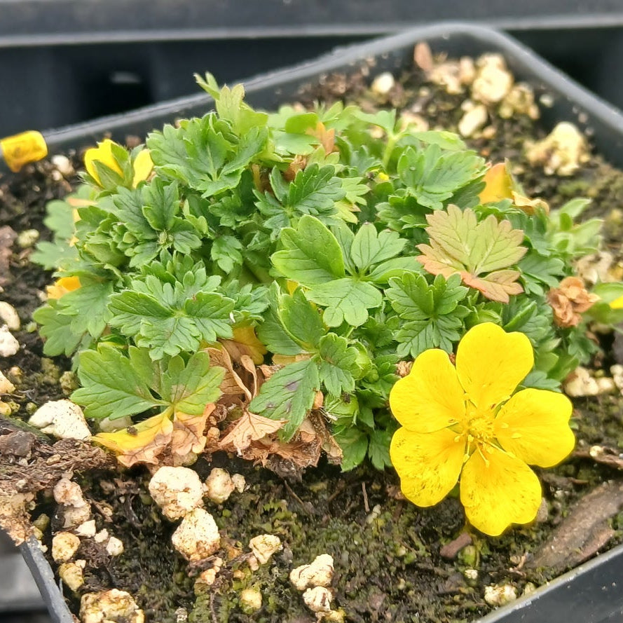 Potentilla neumanniana Nana 1Q