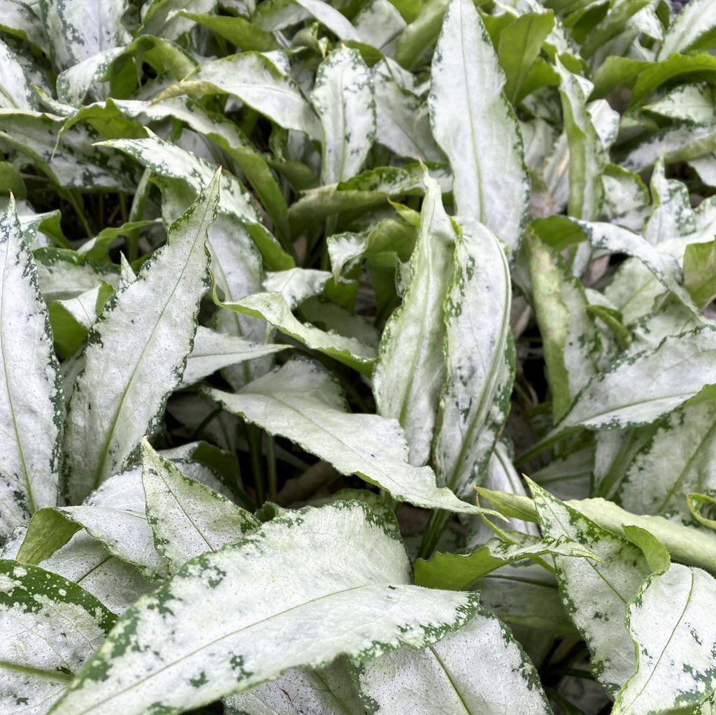 Pulmonaria x Silver Bouquet 1Q