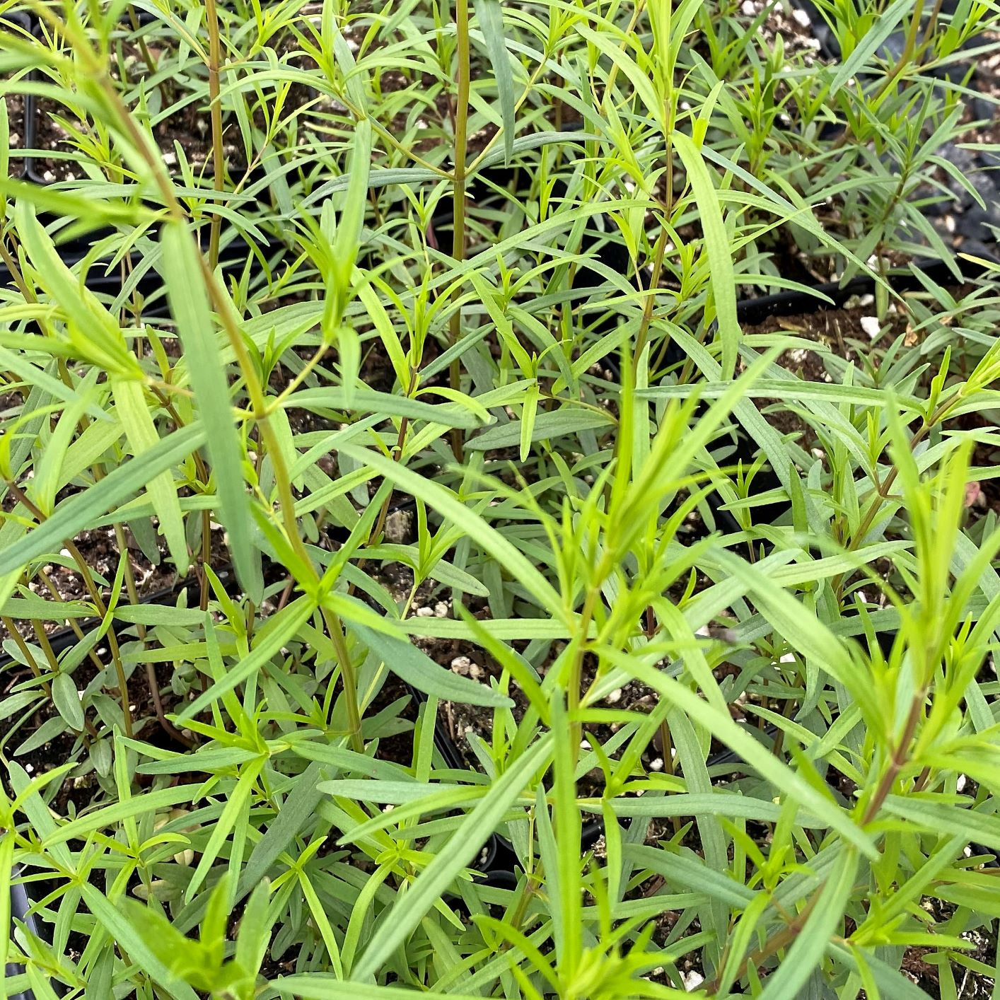 Pycnanthemum tenuifolium 1Q