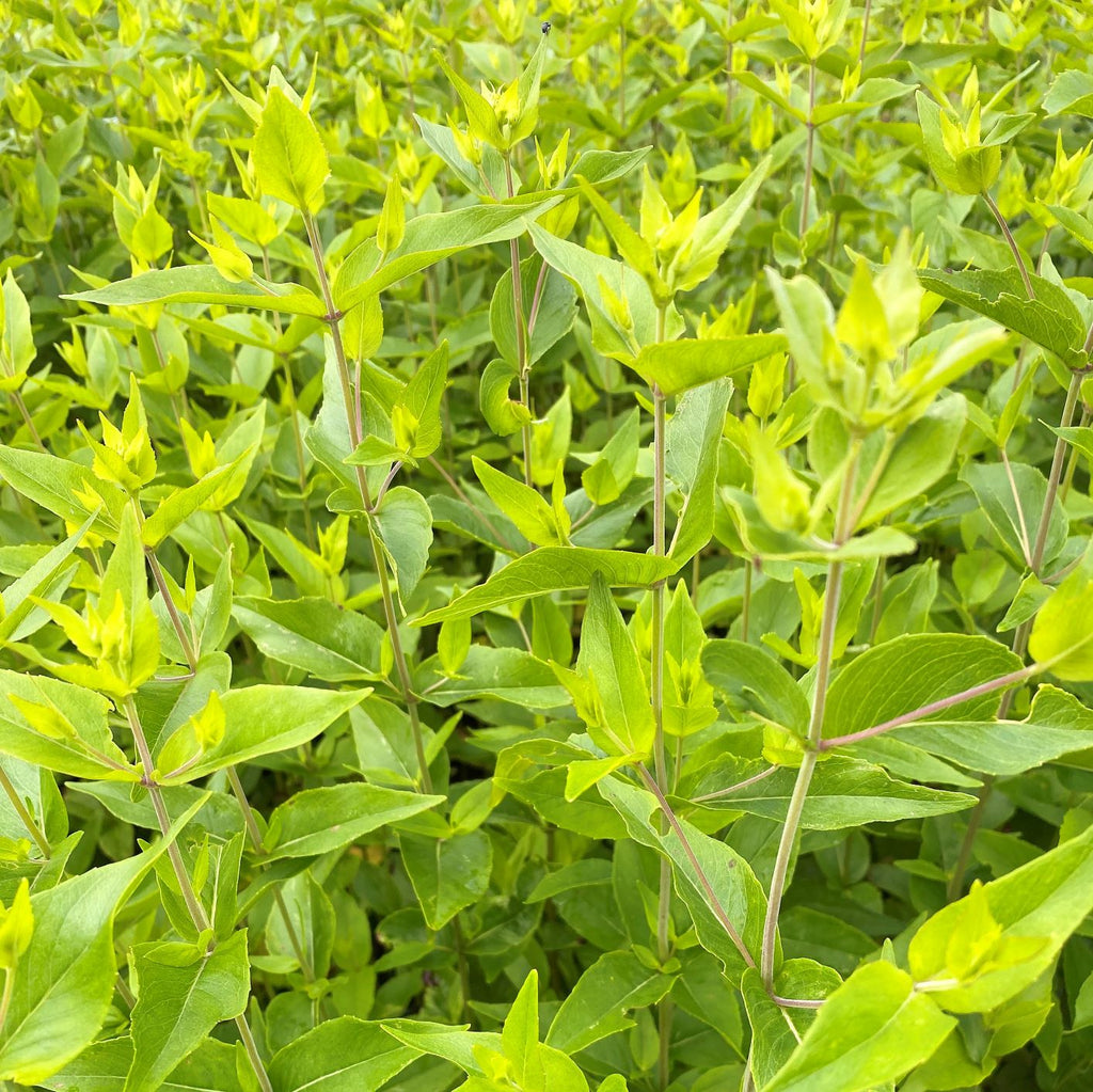 Pycnanthemum muticum 1Q