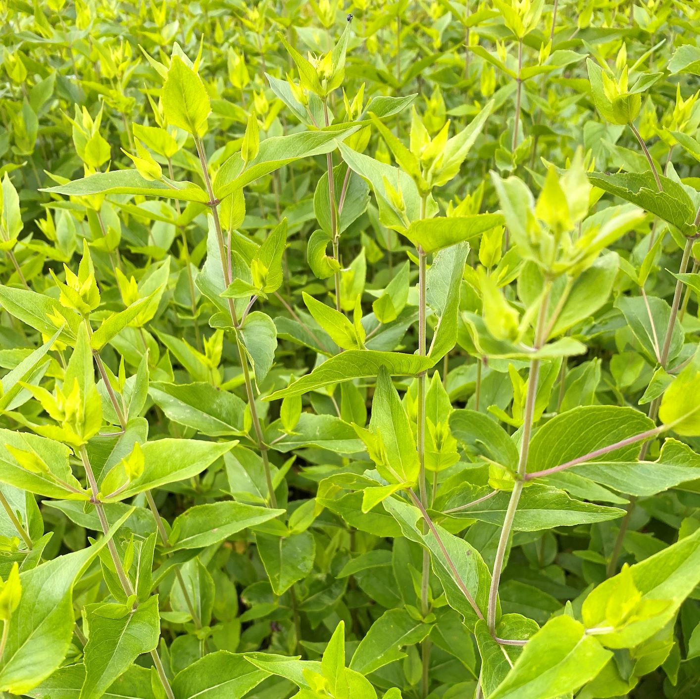 Pycnanthemum muticum 1Q
