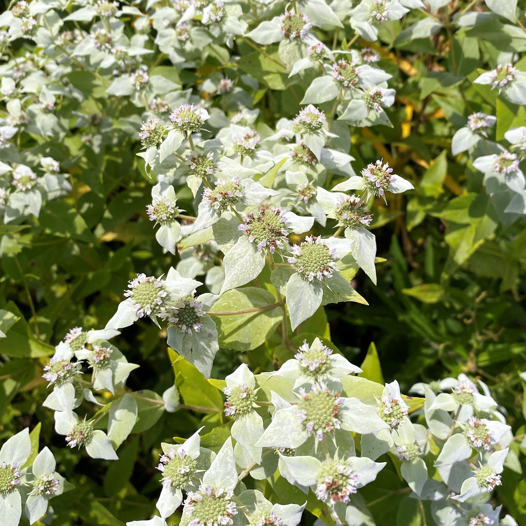 Pycnanthemum muticum 1Q