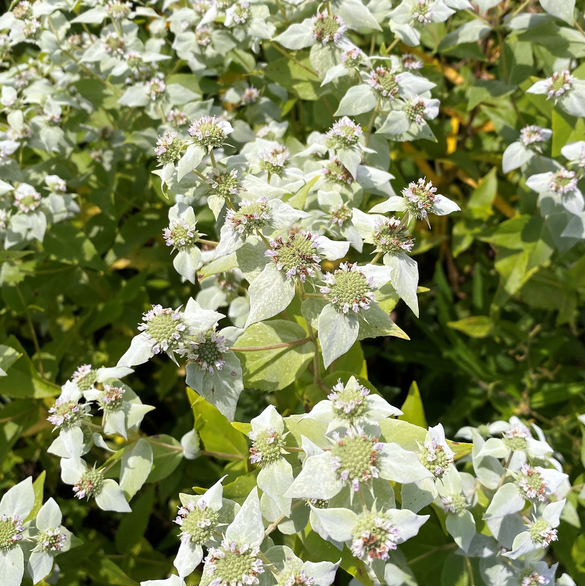 Pycnanthemum muticum 1Q
