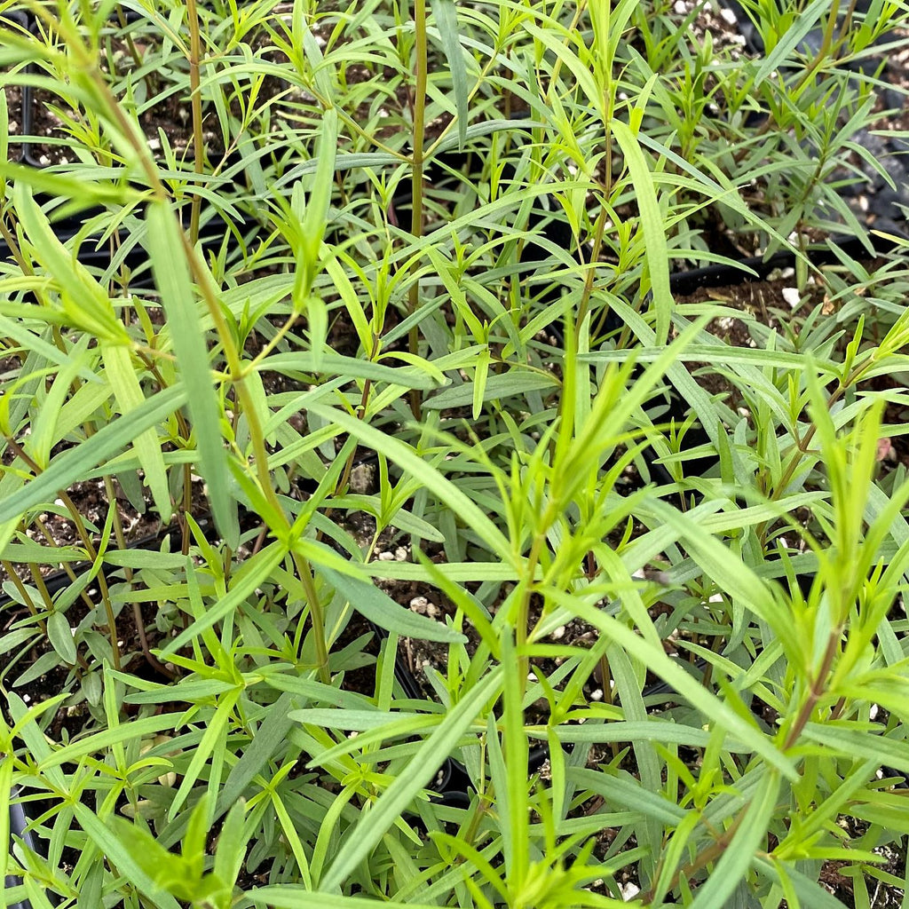 Pycnanthemum tenuifolium 1G
