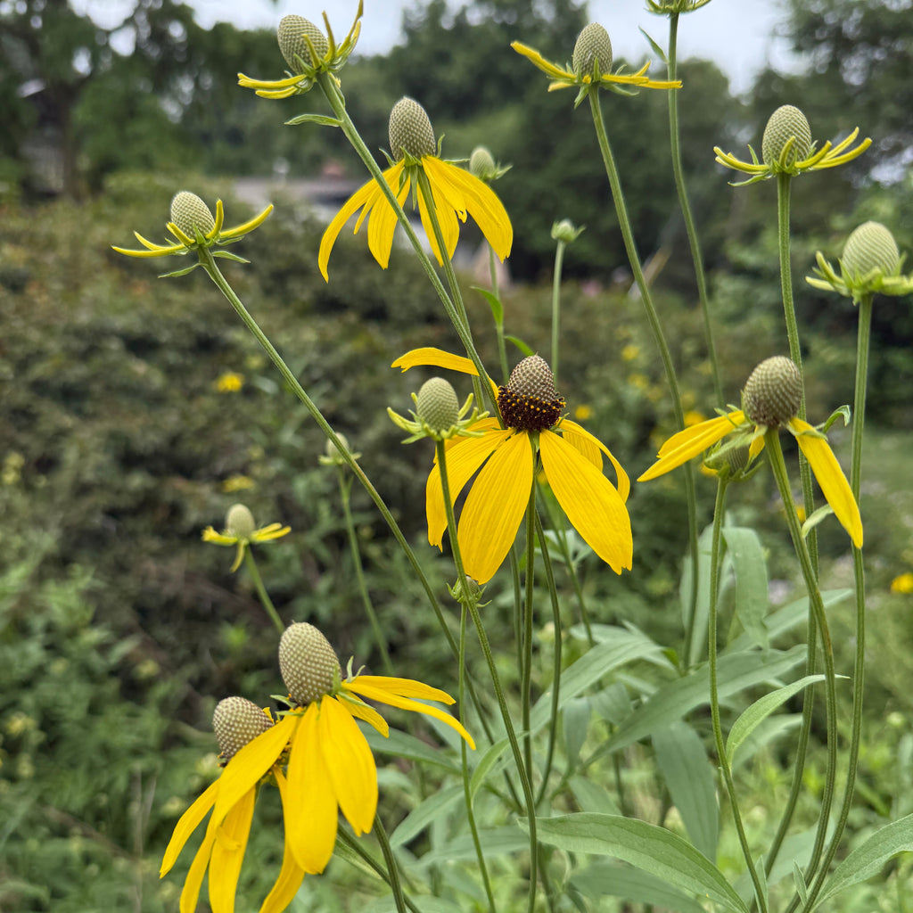 Ratibida pinnata DP50