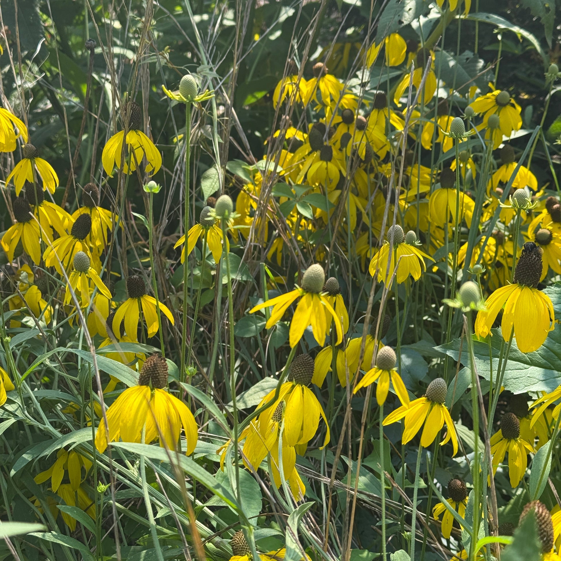 Ratibida pinnata DP50