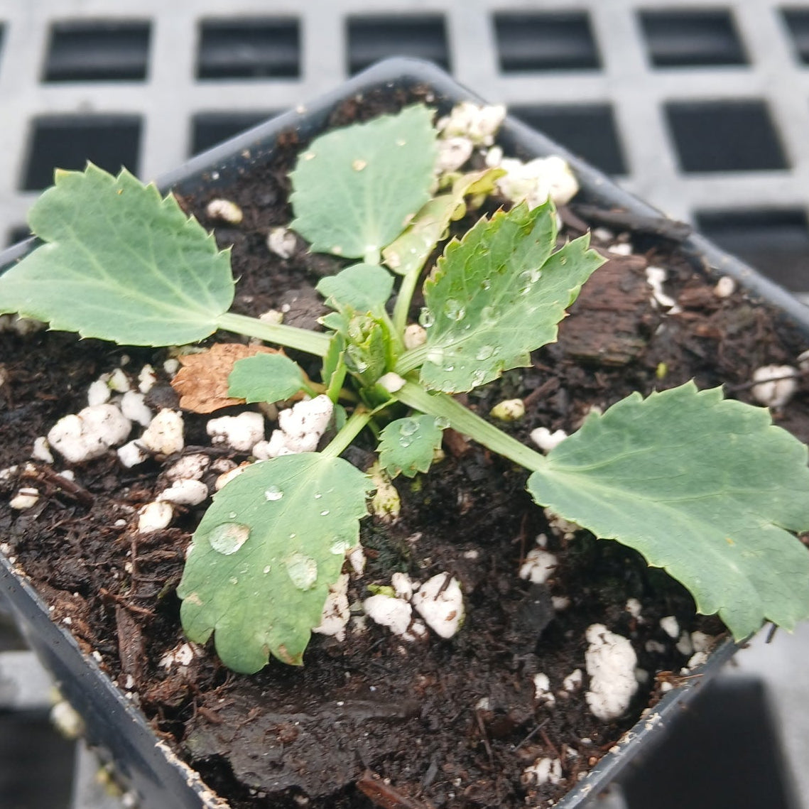Eryngium bourgatii Iberian Blue 3.25"