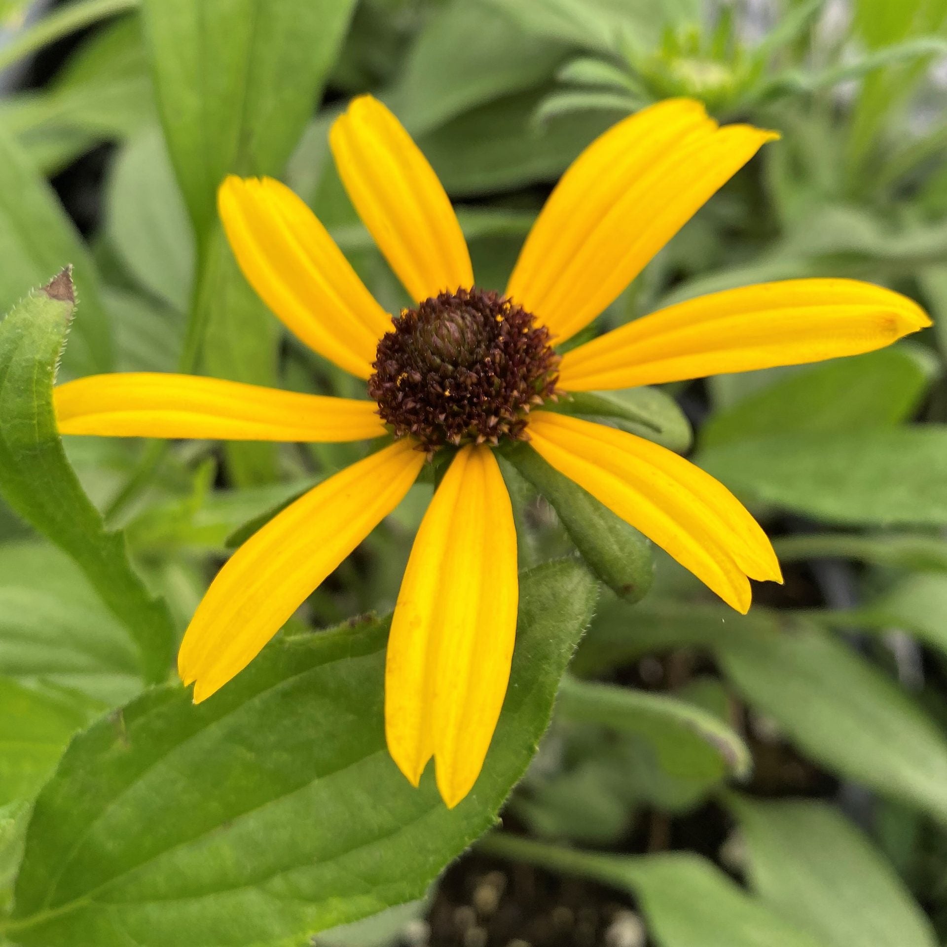 Rudbeckia fulgida var. speciosa Viette's Little Suzy 1G