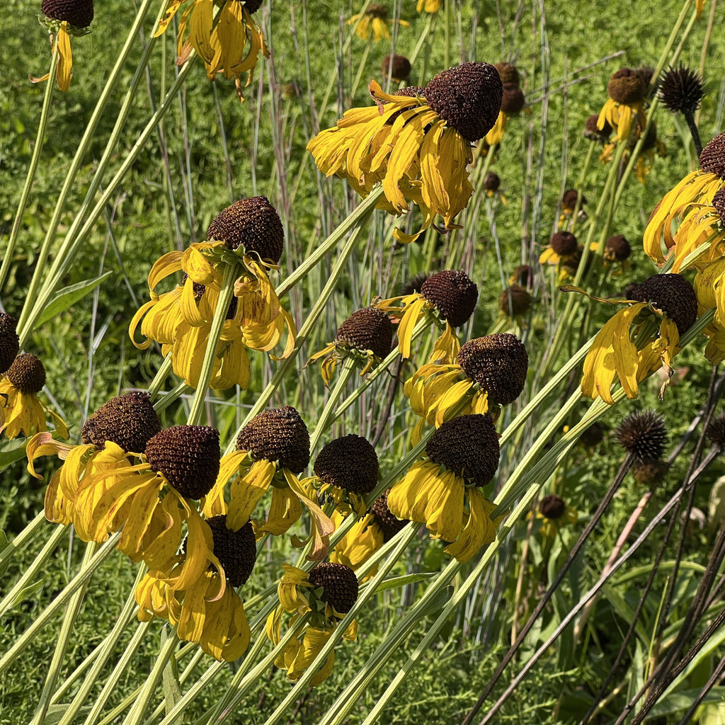 Rudbeckia grandiflora Sundance 1G