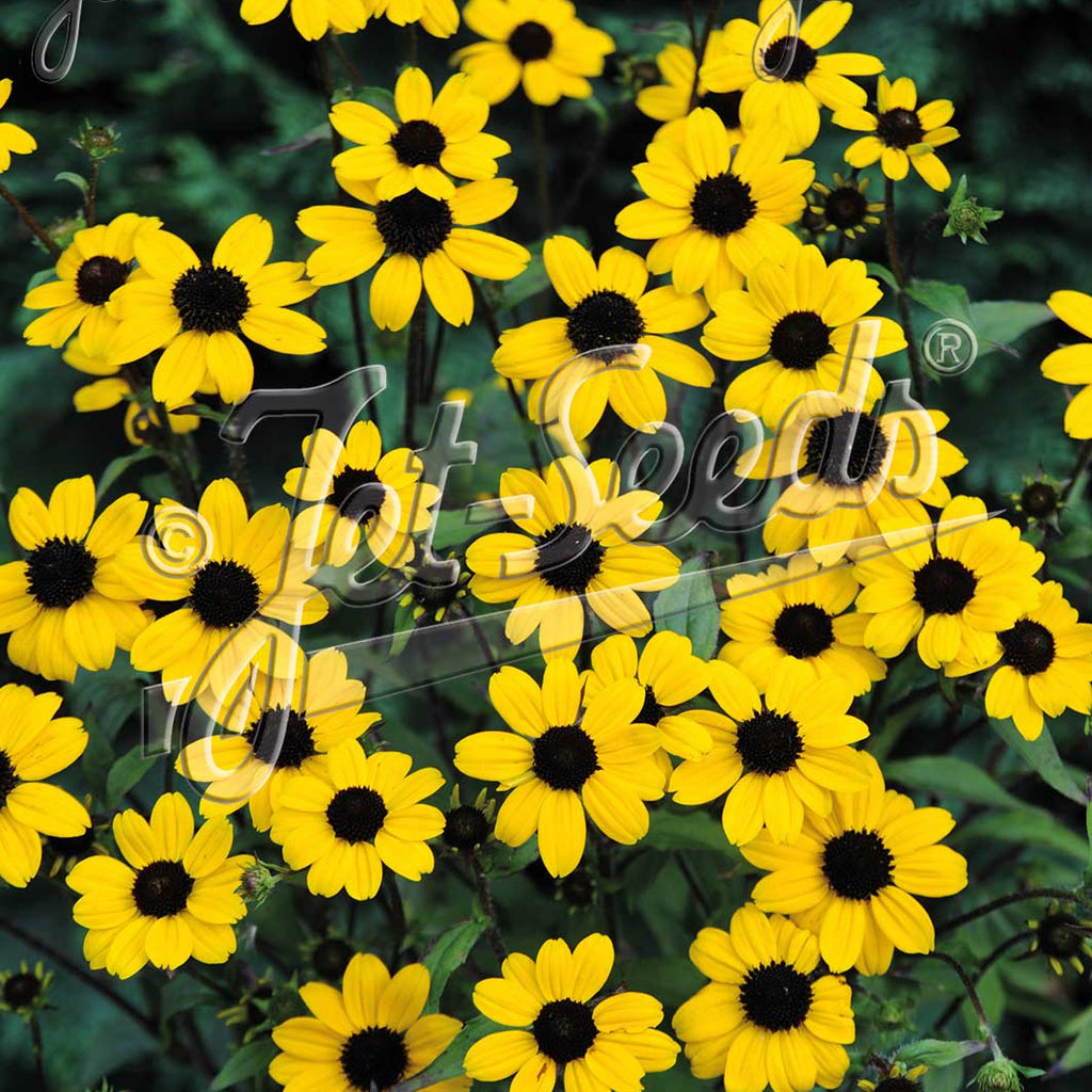 Rudbeckia triloba Blackjack Gold 1G