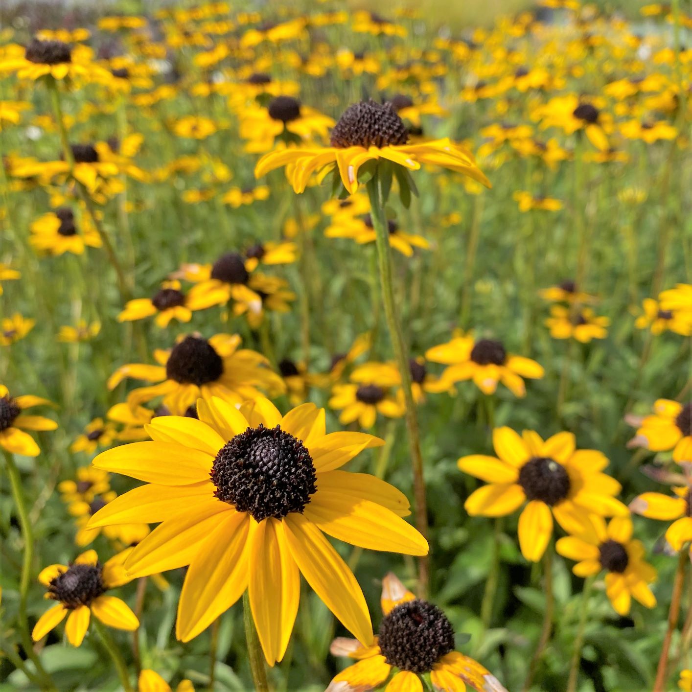 Rudbeckia fulgida var. fulgida 2G