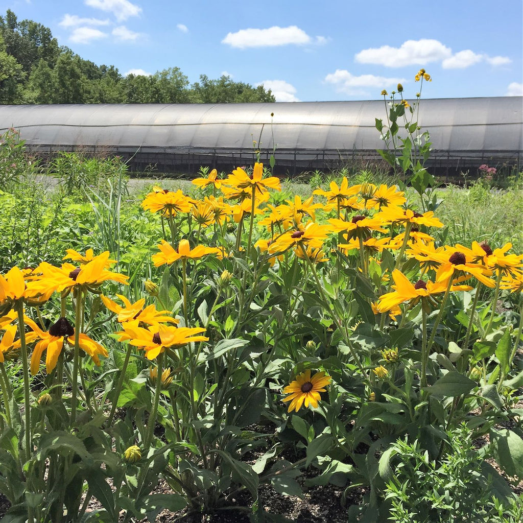 Rudbeckia hirta Indian Summer 1Q