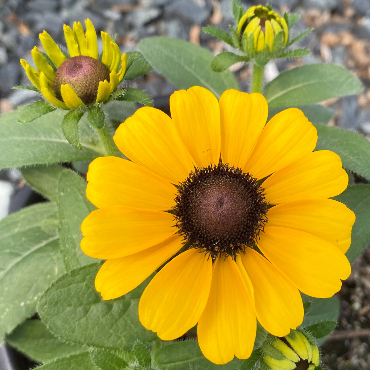 Rudbeckia hirta Toto Gold 1G
