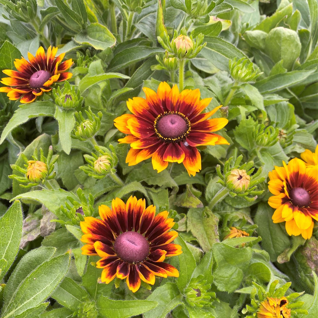 Rudbeckia hirta Toto Rustic 1G