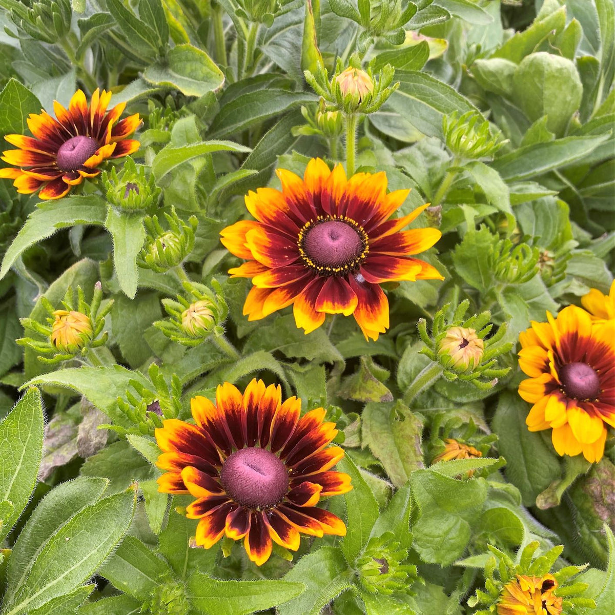 Rudbeckia hirta Toto Rustic 1G