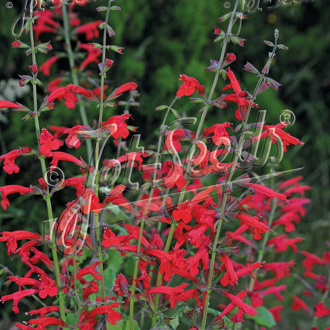 Salvia roemeriana Prairie Fire 1G