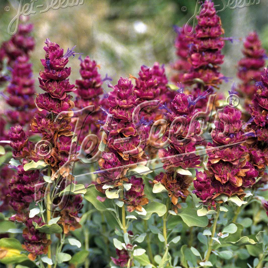Salvia pachyphylla Mojave 1Q