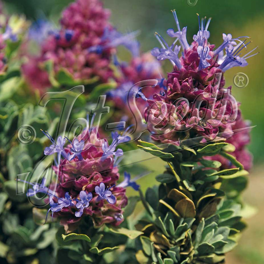Salvia pachyphylla Mojave 1Q