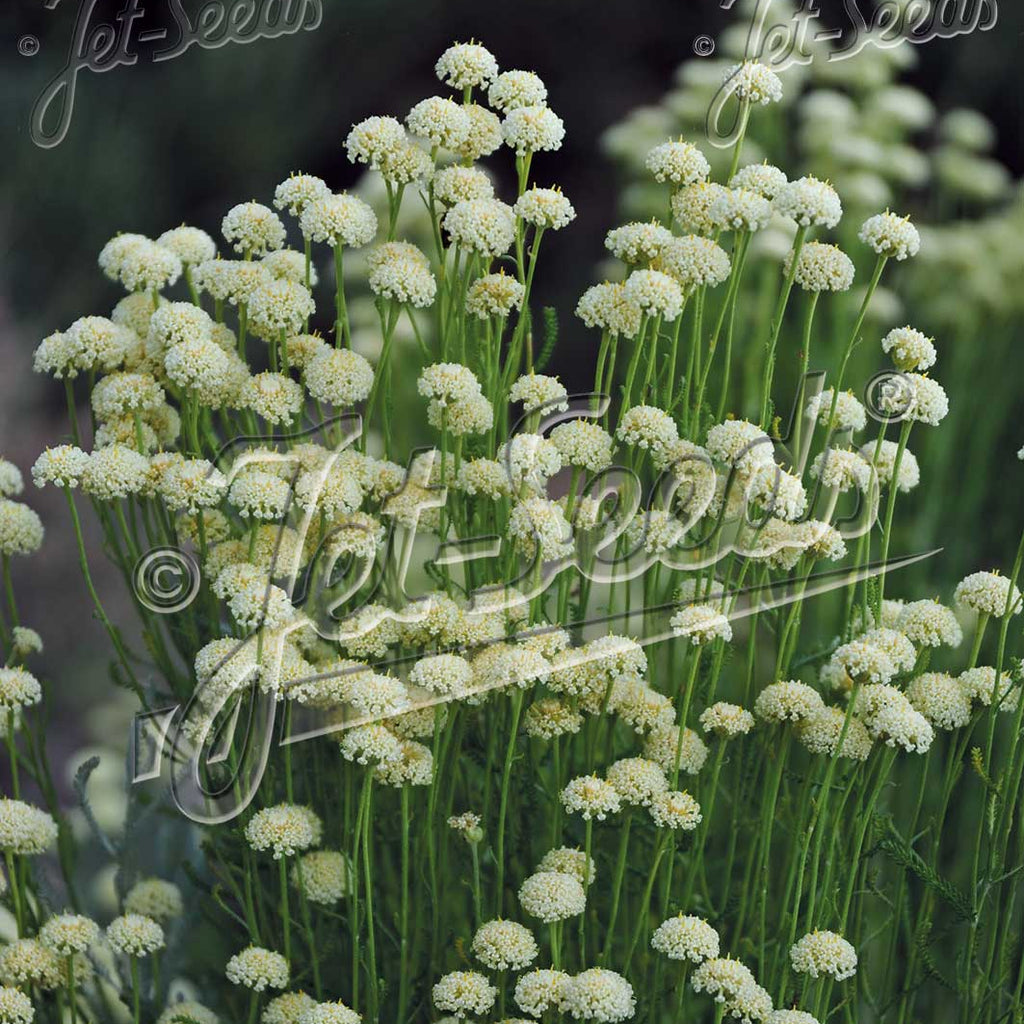 Santolina etrusca 1Q