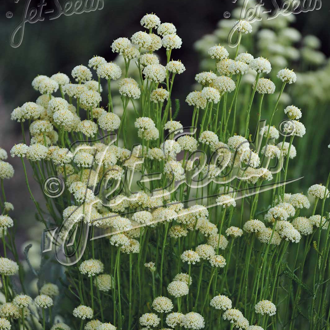 Santolina etrusca 1Q