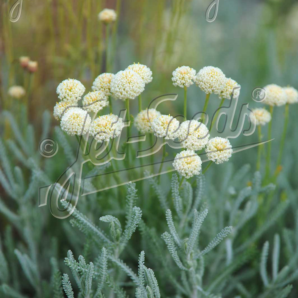 Santolina etrusca 1Q