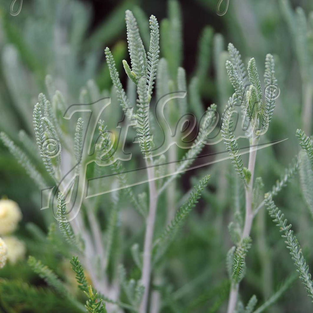 Santolina etrusca 1Q