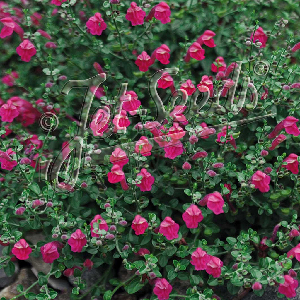 Scutellaria suffrutescens 3.25"