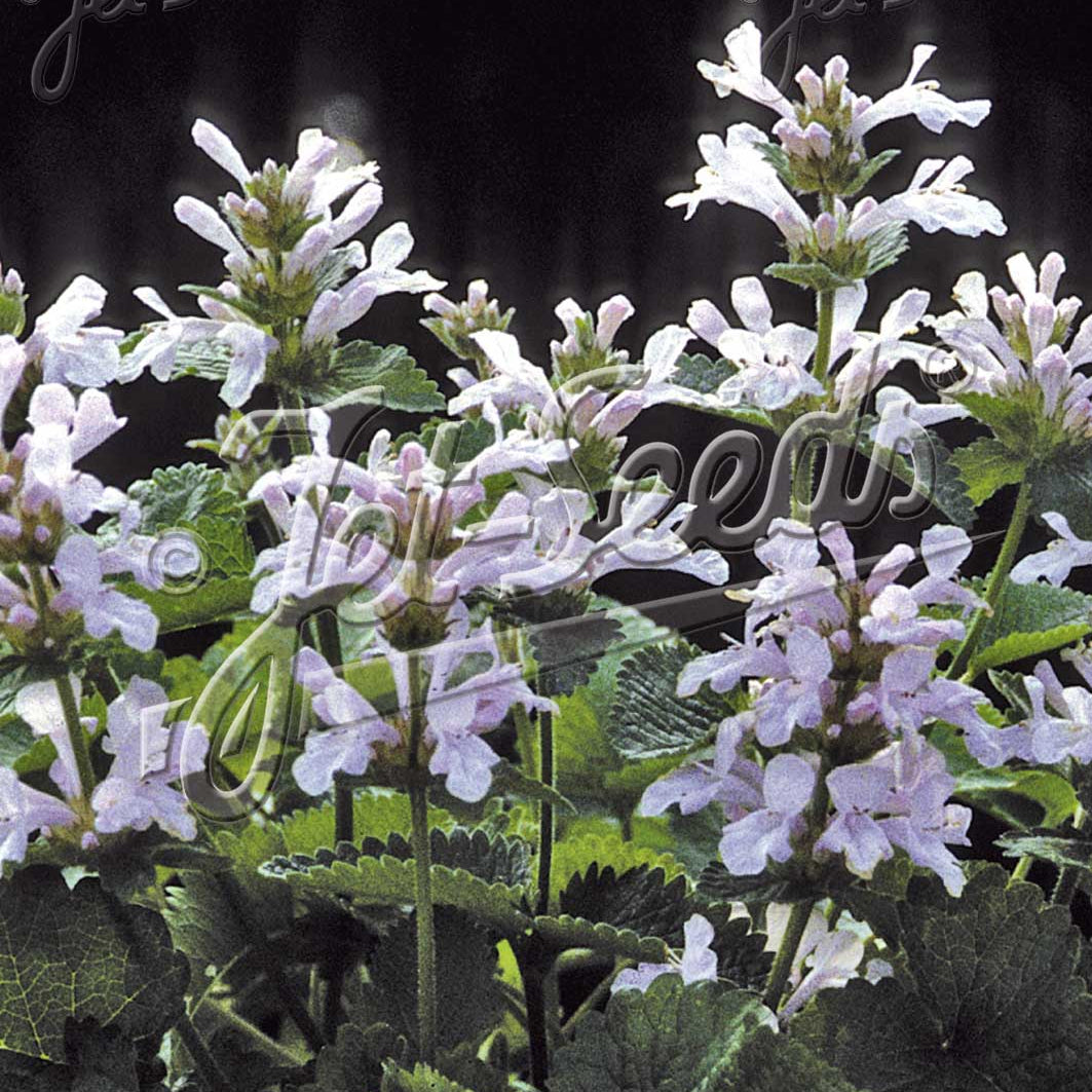 Stachys macrantha Morning Blush 1G