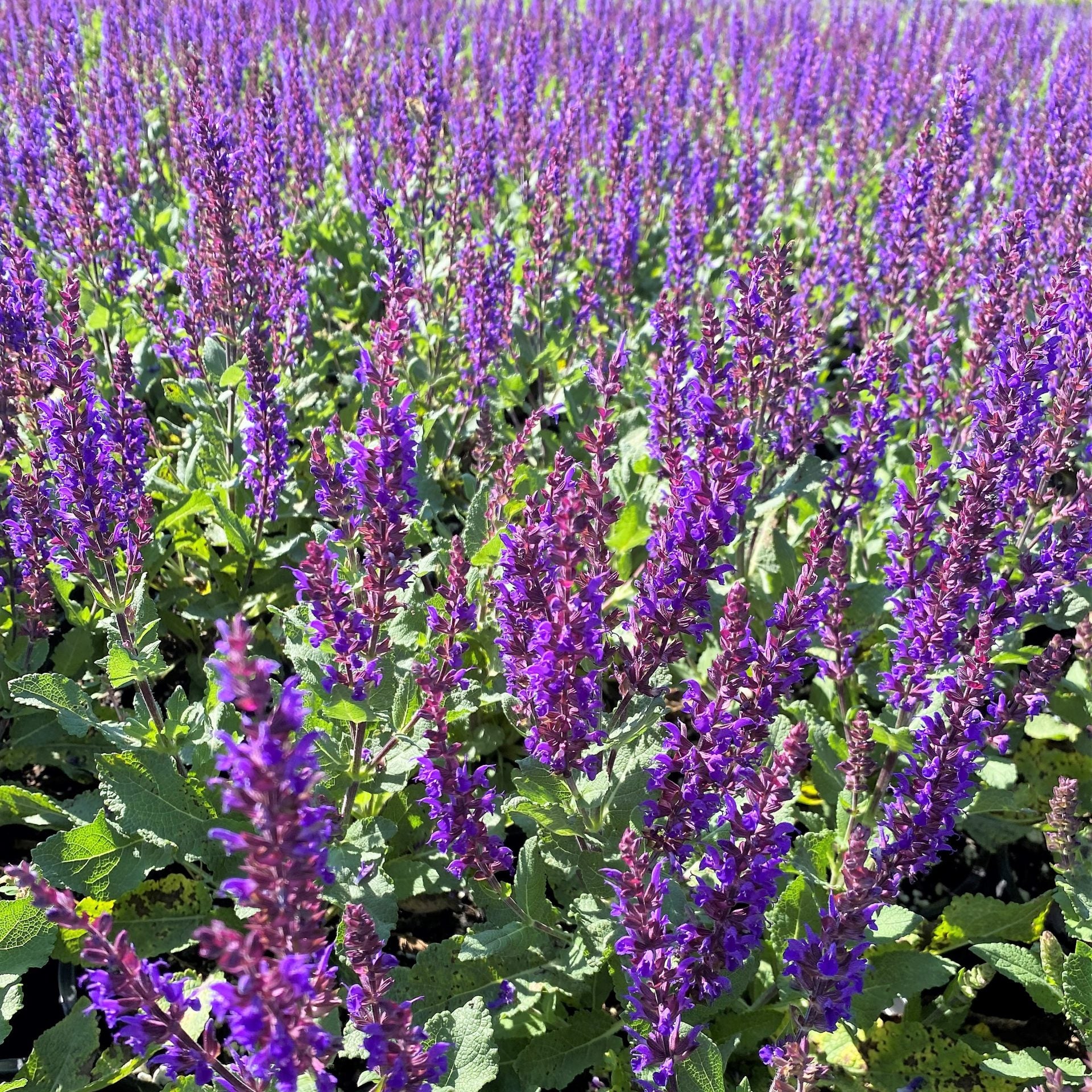 Salvia nemorosa Midnight Purple 1Q