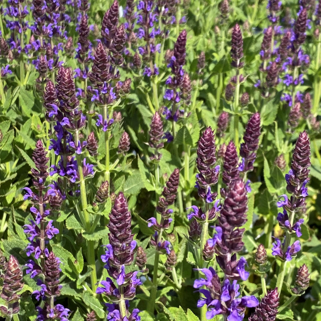 Salvia x nemorosa Color Spires Violet Riot 1G