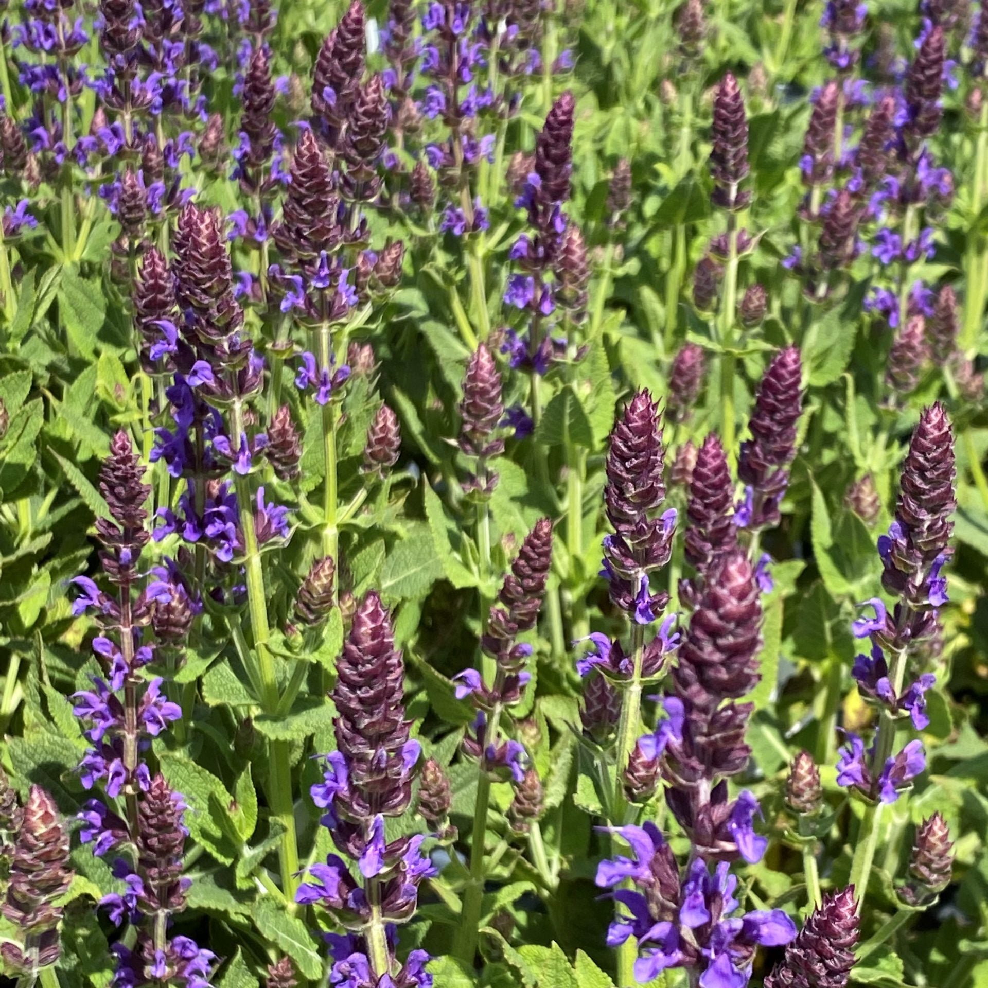 Salvia x nemorosa Color Spires Violet Riot 1G