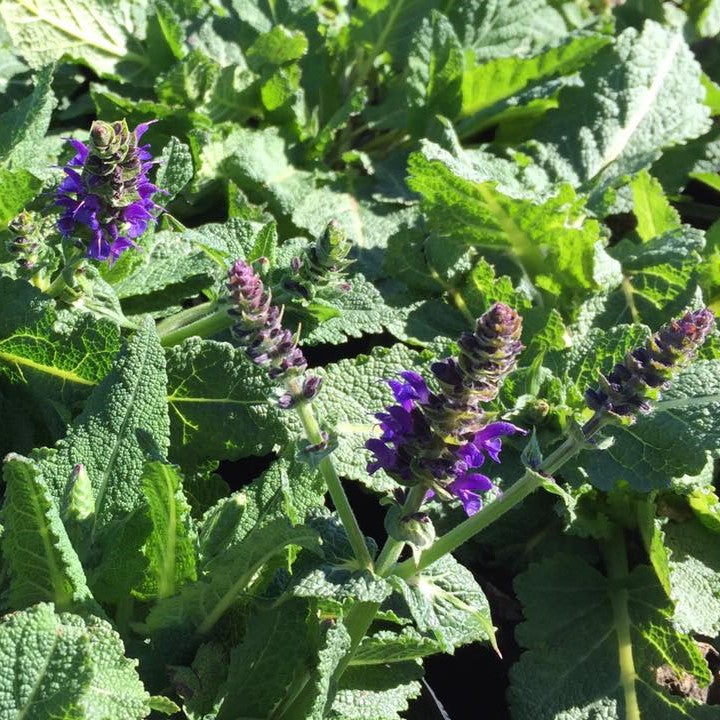 Salvia nemorosa May Night 2G