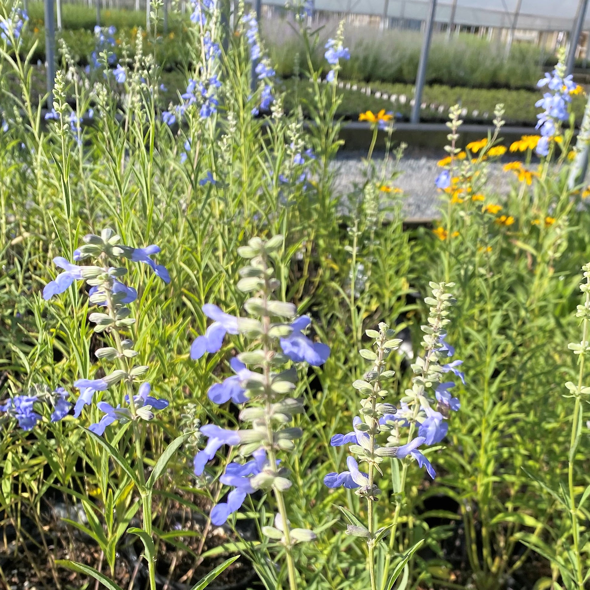 Salvia azurea 1G