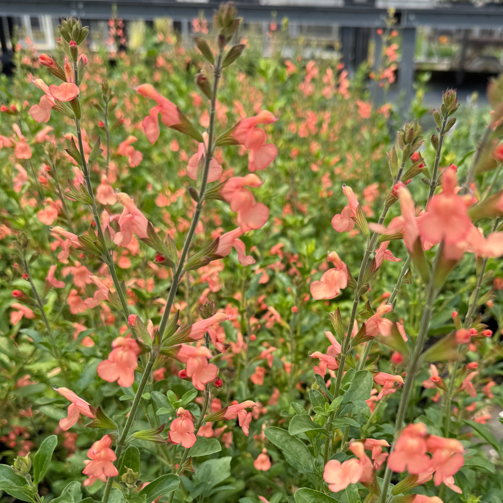 Salvia x California Sunset 1G