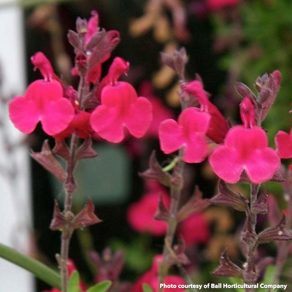 Salvia greggii Furman's Red 1G