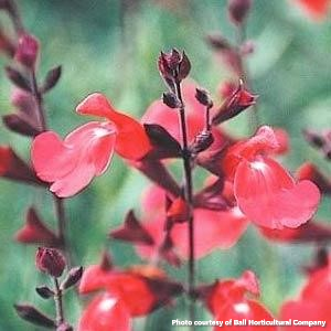 Salvia greggii Lipstick 1G