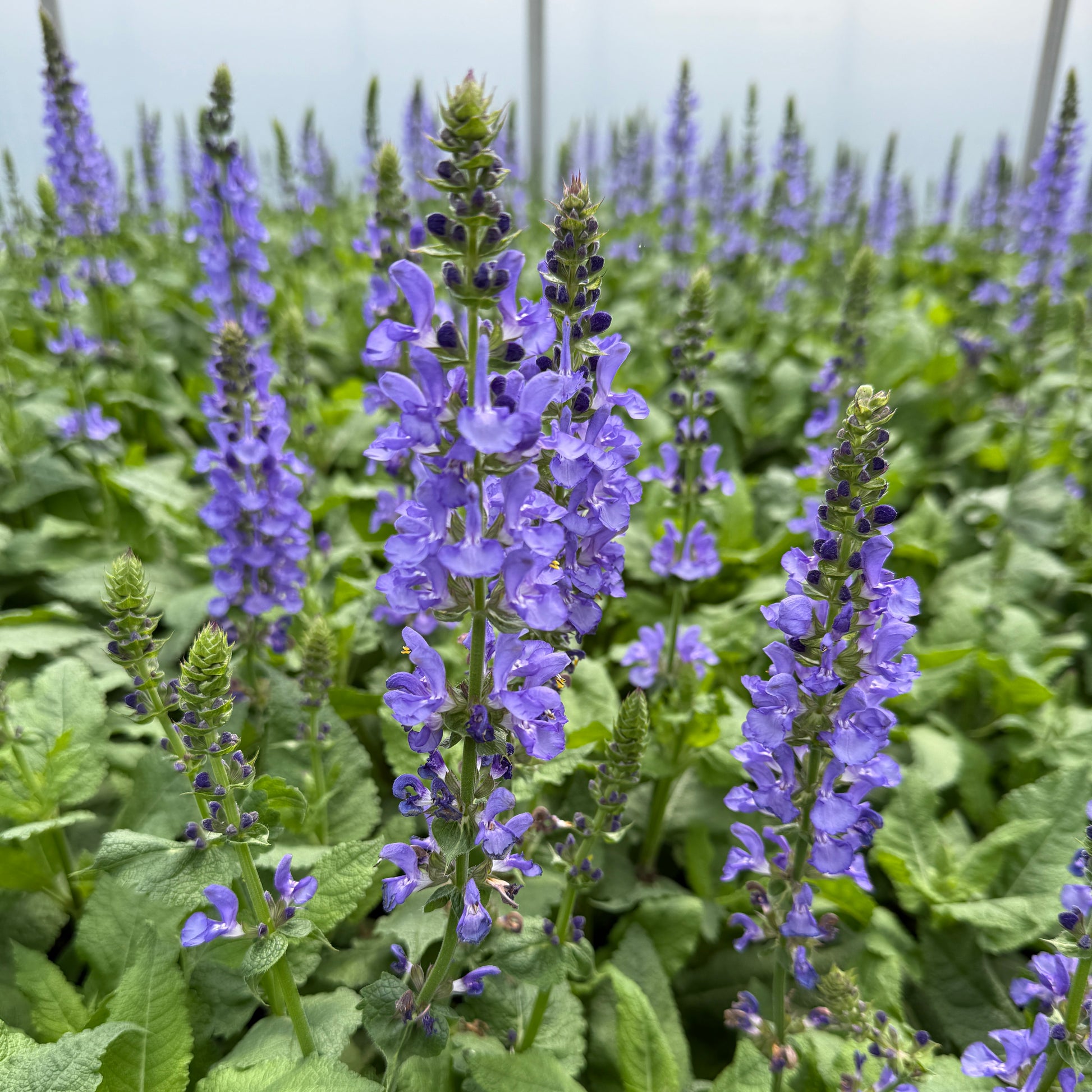 Salvia nemorosa Sky Blue Marvel 1G