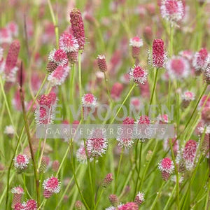 Sanguisorba officinalis Pink Tanna 1G