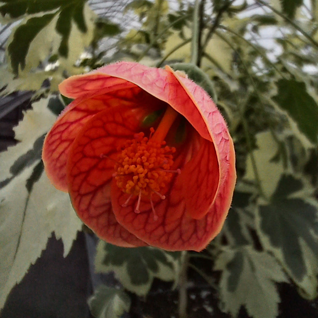 Abutilon x Savitzii 3.25"