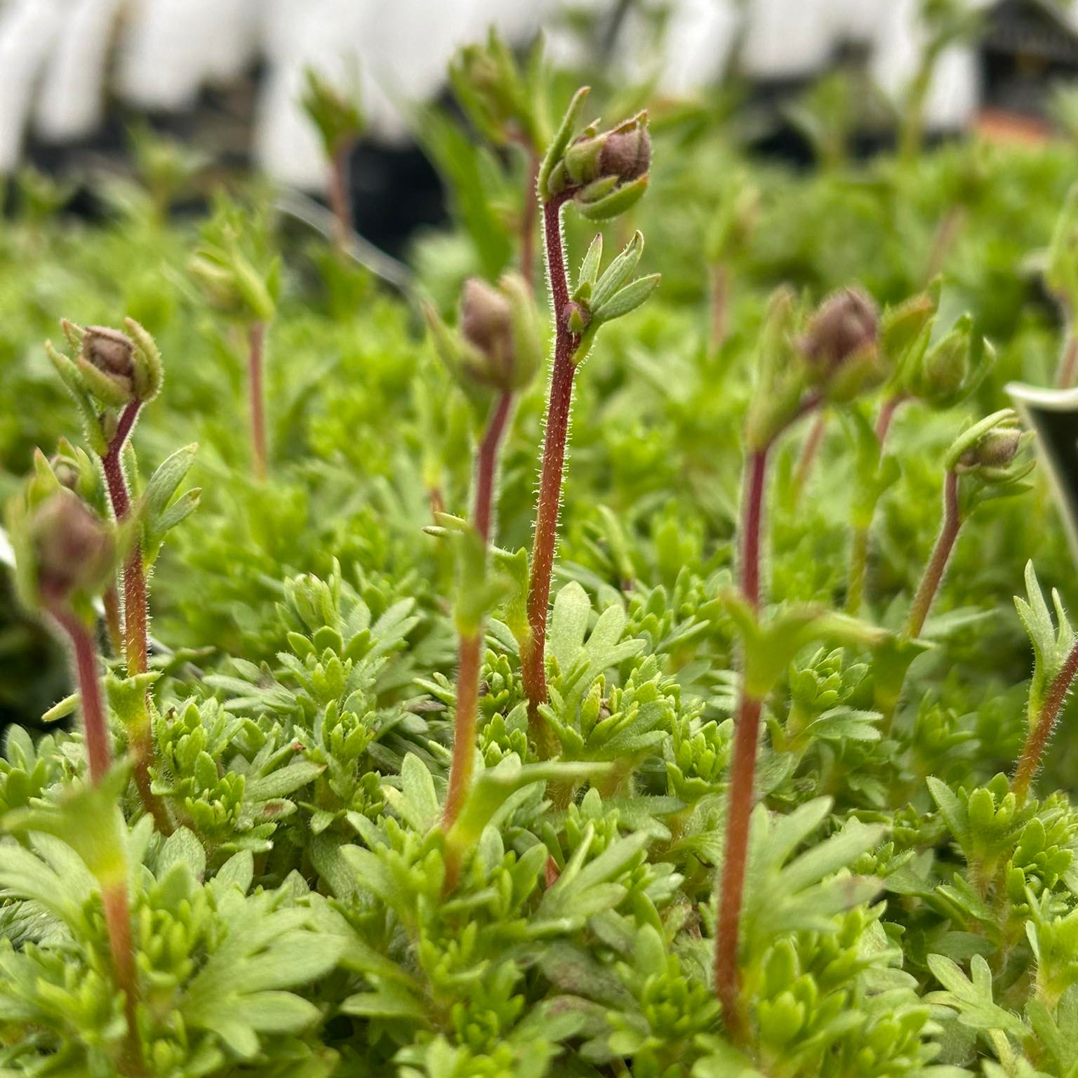 Saxifraga x Floral Carpet 3.25"