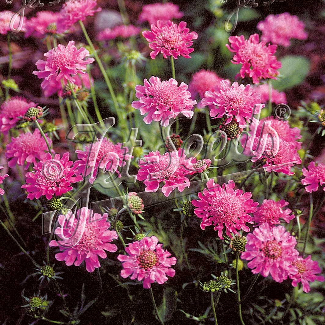 Scabiosa columbaria Pincushion Pink 1Q